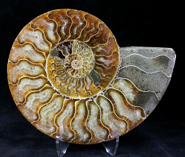 Cut Ammonite Fossil (Half) - Agatized #20569